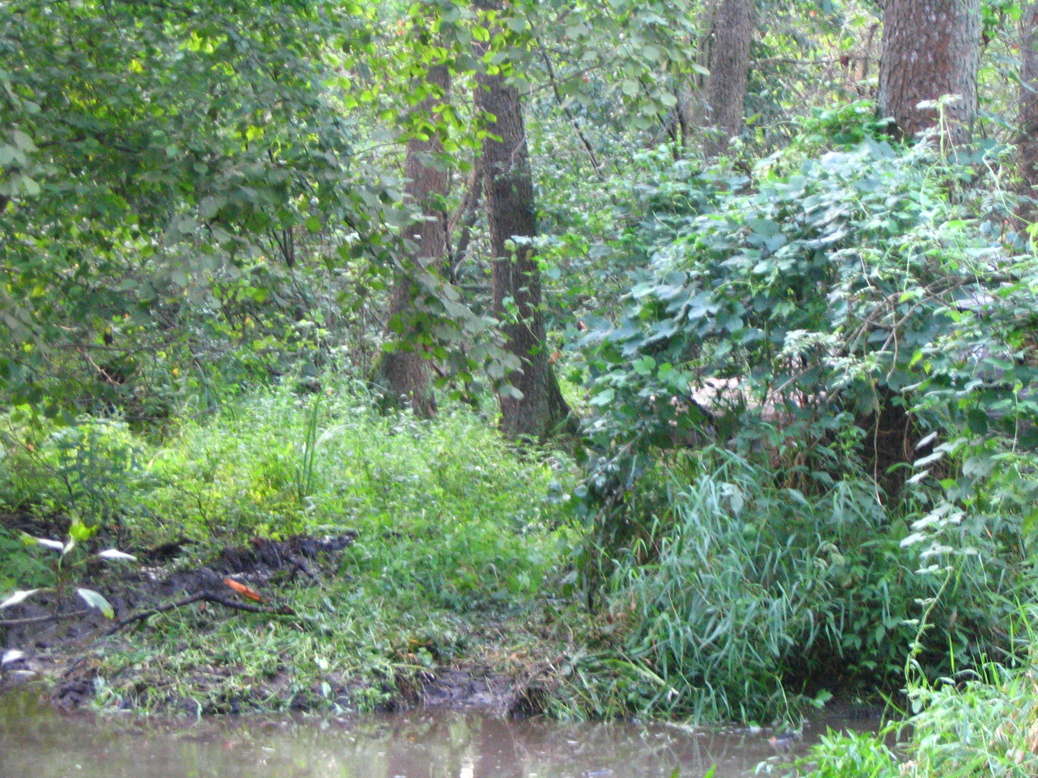 IMG_6901.JPG